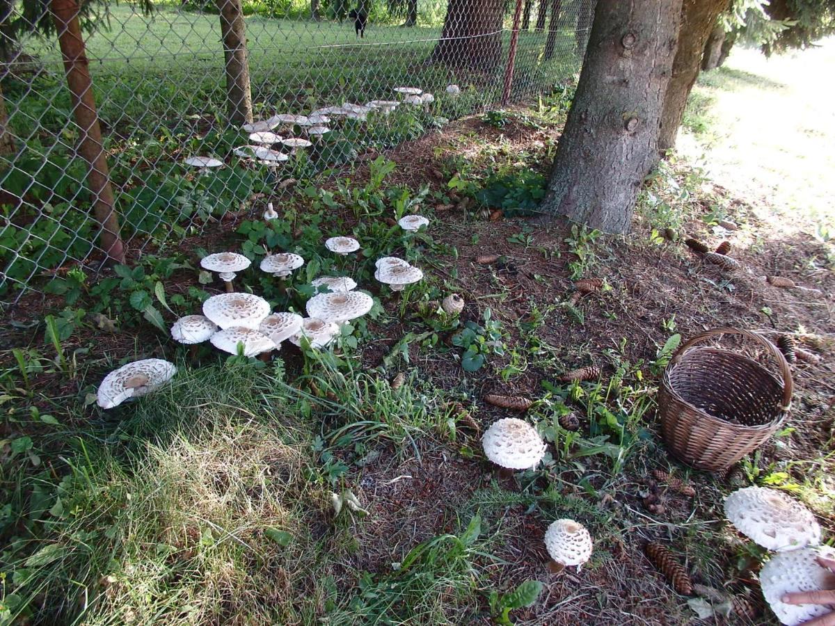 Krakowskie Mazury Gradzkie  Bagian luar foto